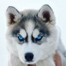 Husky